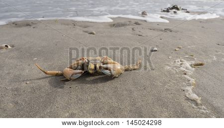 Shore crab on beach along the Dutch North Sea coast