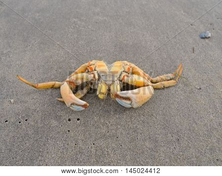 Shore crab on beach along the Dutch North Sea coast