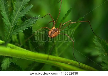 a spider crawling around in green grass