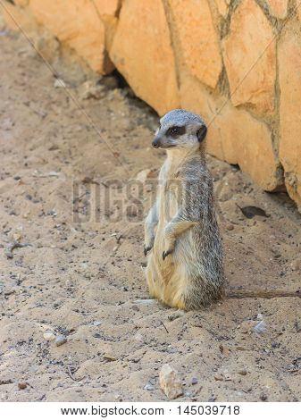 Meerkat Standing Afternoon On Sand Under The Sun