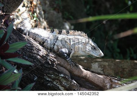Striped Iguana Sitting On A Tree Branch