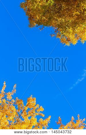 Vibrant fall yellow golden tree foliage on bright blue sky frame