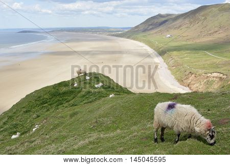 Rhossili Bay with sheep grazing and people on beach. Gower Peninsular Wales UK