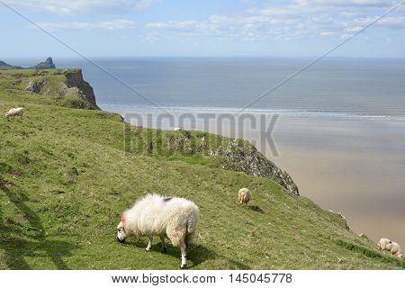 Rhossili Bay with sheep grazing. Gower Peninsular Wales UK
