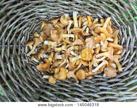 Yellow Chantarelles (Cantharellus cibarius) in a wooden basketpicture from the North of Sweden.