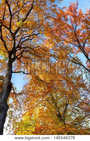 Vibrant orange fall tree foliage on autumn blue sky background