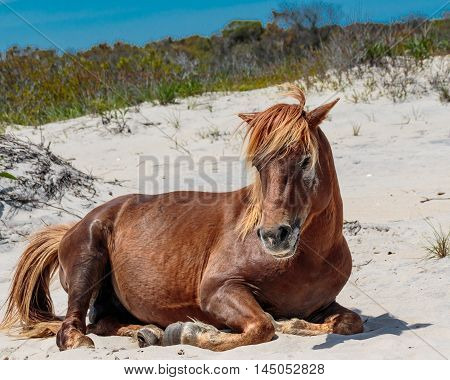 Wild horse relaxing on sand at Assateague