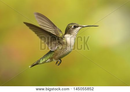 Juvenile Ruby-throated Hummingbird (archilochus colubris) in flight with a green background
