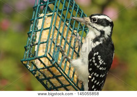 Female Hairy Woodpecker (Picoides villosus) on a feeder with a green background