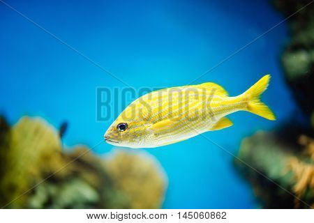 French Grunt Haemulon flavolineatum, color image,horizontal image, close up