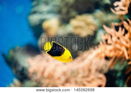 Rock beauty Holacanthus tricolor, horizontal image, color image