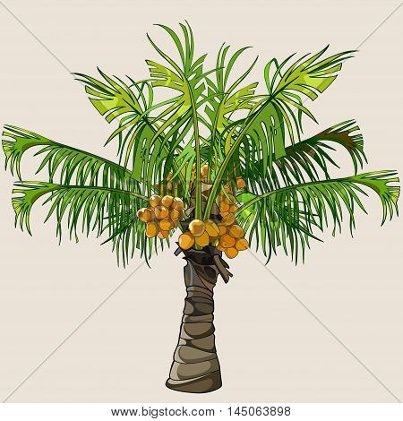 cartoon small spreading palm tree with coconuts