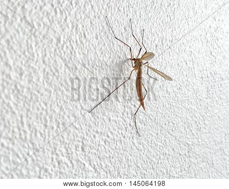 Close up of a mosquito sitting on the wall