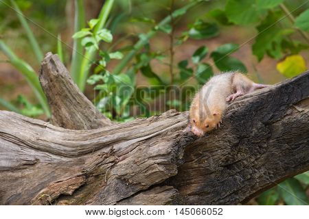 Lesser Bamboo Rat In Nature