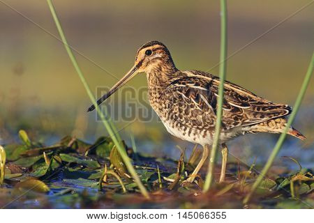 snipe at the front of the rack, snipe, sandpipers, bird hunting, bird hunt is on, waterbirds, long beak