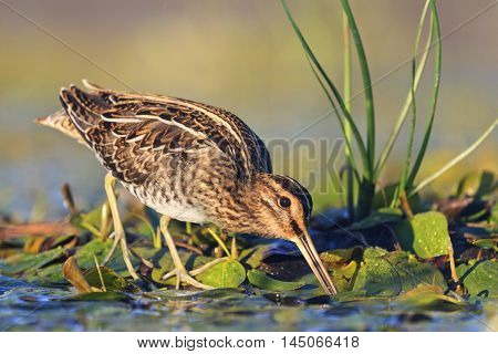 snipe gets food from under the mud, snipe, sandpipers, bird hunting, bird hunt is on, waterbirds, long beak