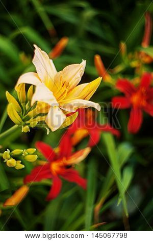 Yellow and red daylilies on a green background. Bright colours