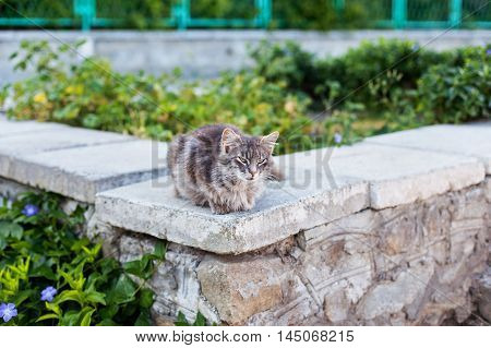 Big striped cat looking at the camera