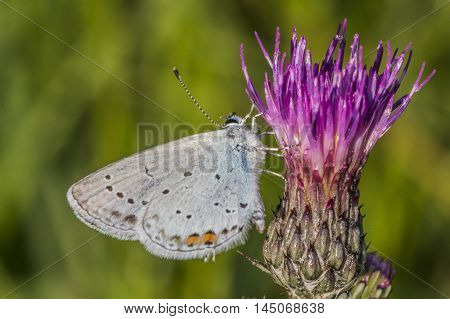 Short-tailed Blue (cupido Argiades)
