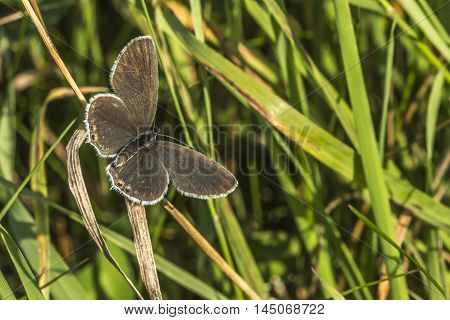Short-tailed Blue (cupido Argiades)