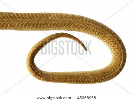 The tail of a snake on a white background.