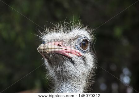 Ostrich head front view with white feathers