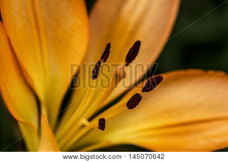Lilium Lily Flower Portrait Blossom Garden Impression
