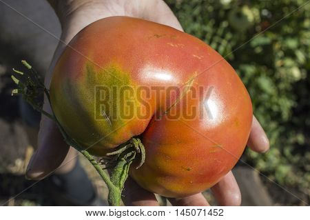 Tomato In Hands