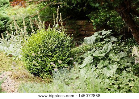 Boxwood shrubs in the landscape garden design. In the background is seen the stone fence.
