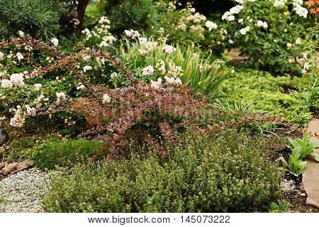 Berberis thunbergii on a background of green foliage and thyme - a fragment of garden landscape