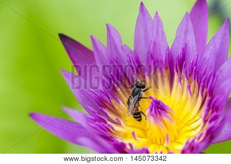 close up of the bee at the purple lotus flower in the pand