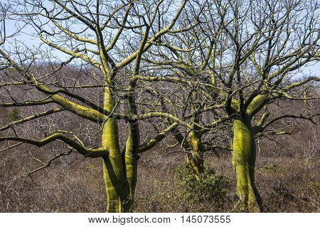 Giant Ceiba Trees In Coast Of Ecuador