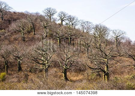 Giant Ceiba Trees In Coast Of Ecuador