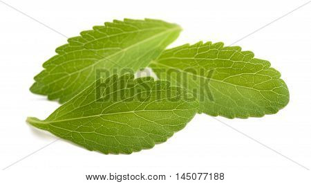 Stevia leaves isolated on a white background