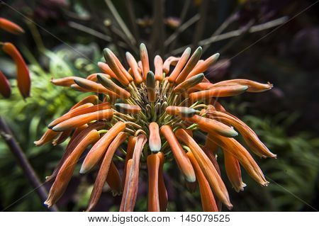 Aloe vera flower with oranges petals like a fingers