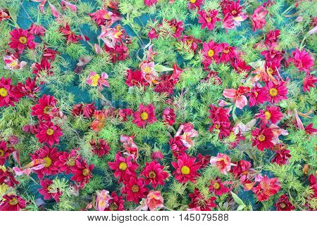 pink or red color and texture clearance from the lungs