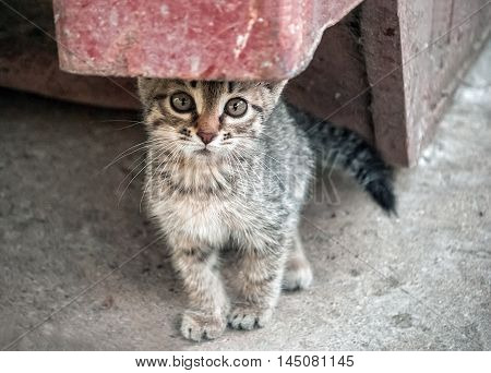 Small gray striped stray kitten sitting on the sidewalk close up. Selective focus.