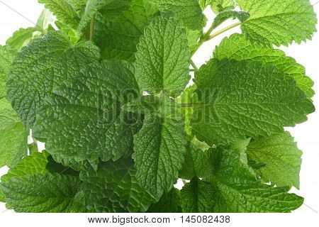 Fresh lemon balm (Melissa officinalis) on white