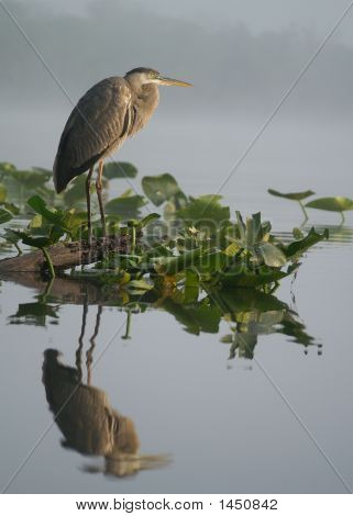Heron 