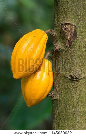 yellow cocoa fruits on the tree; tropical; exotic; food