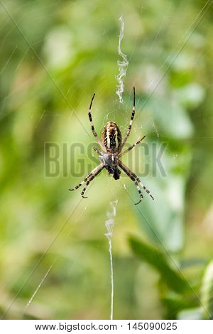 wasp spider sitting on a spider web on a green background.