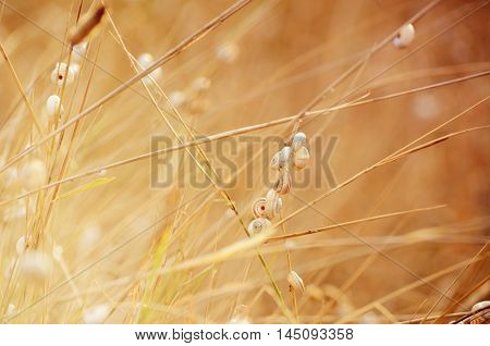Wild meadow grass under morning sunlight. Autumn field with p small snails background. Sunny seasonal backdrop for your design