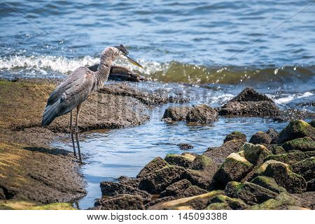 Great Blue Heron looking for a fish on the Chesapeake Bay in Maryland