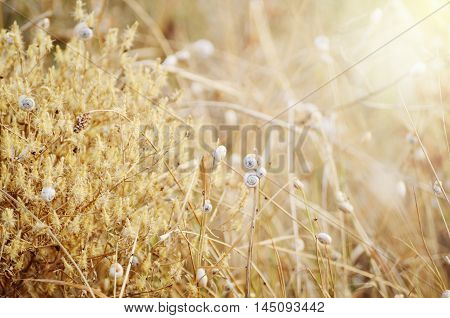 Wild meadow grass under morning sunlight. Autumn field with p small snails background. Sunny seasonal backdrop for your design