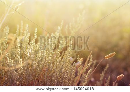 Wild meadow grass under morning sunlight. Autumn field with p small snails background. Sunny seasonal backdrop for your design