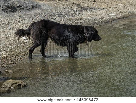 Big Black Dog On The Lake Beletsi In Greece