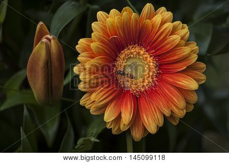 Gerbera Floral Summer Flower Romantic Garden Impression