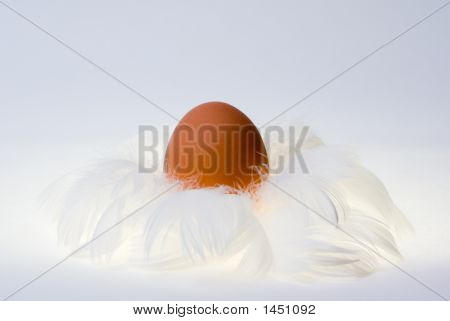 Ei In Feather'S Nest