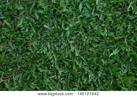top view green common carpet grass background texture