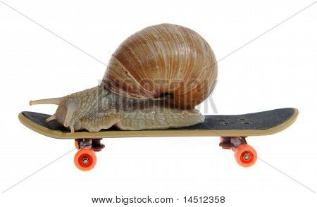 Lumaca su uno Skateboard